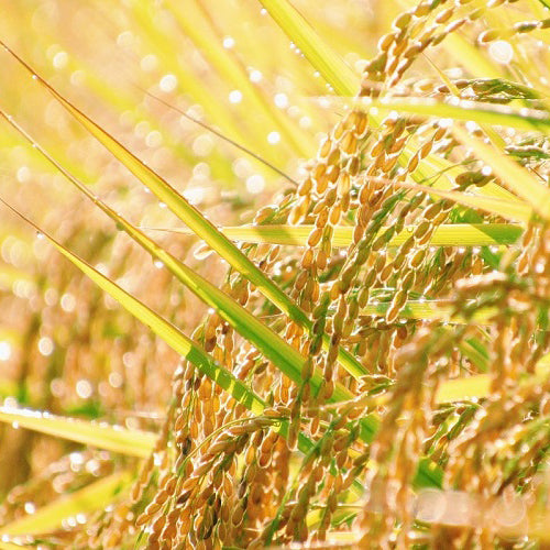 米粉バウムクーヘン(龍の瞳)