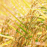 米粉バウムクーヘン(龍の瞳)